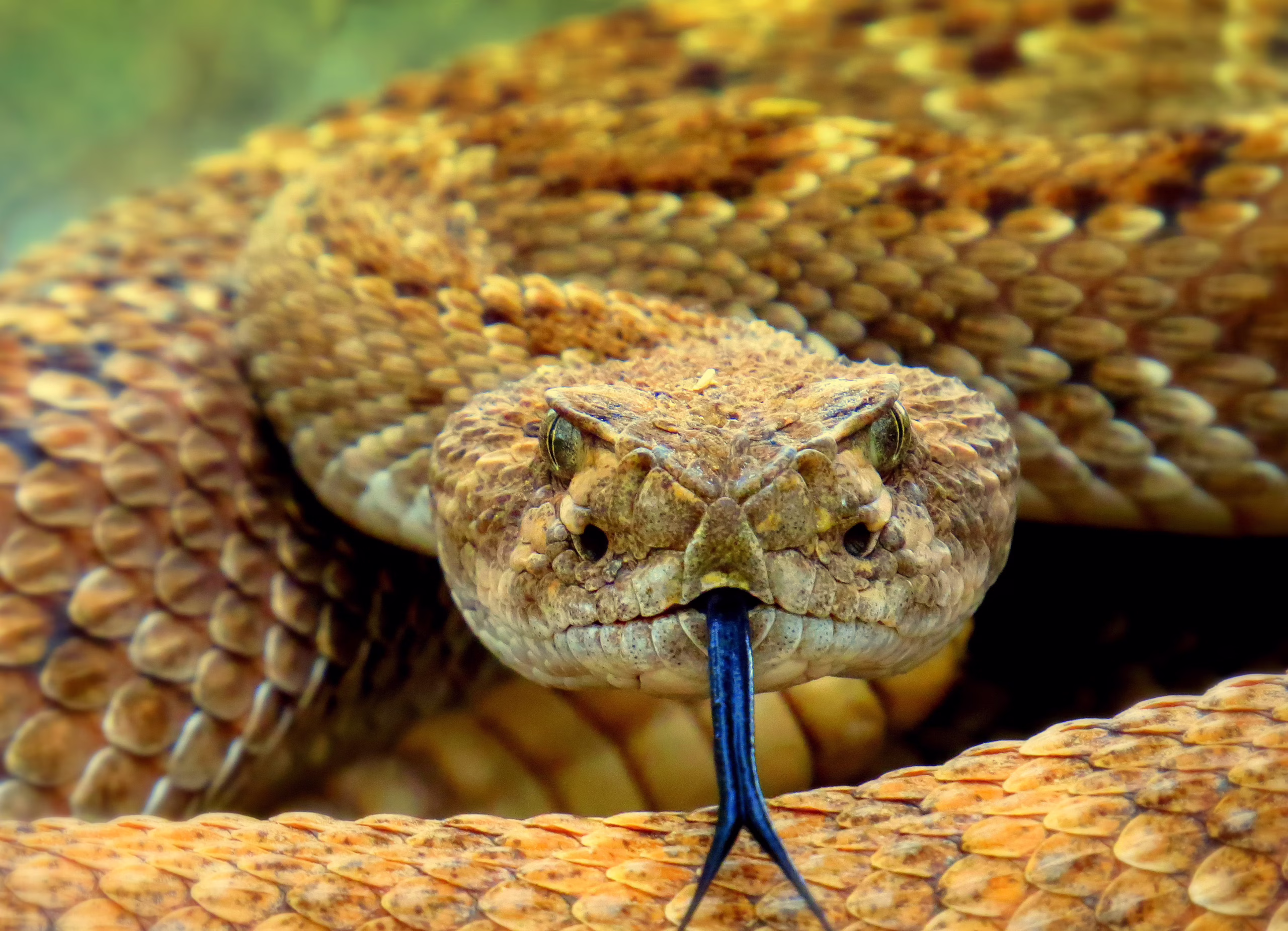 Snake Fence, Snake Removal, Snake Trap, Snake Deterrent, Rattlesnake Fence, Rattlesnake Removal