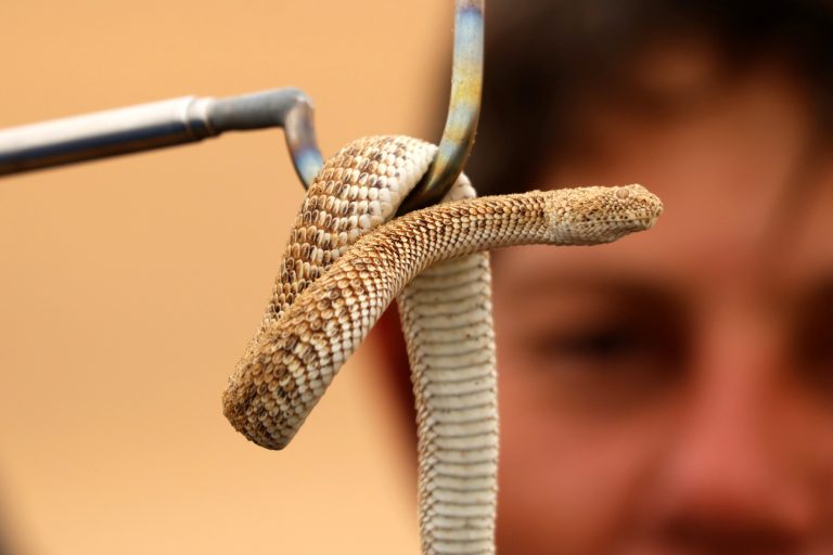 Snake Fence, Snake Removal, Snake Trap, Snake Deterrent, Rattlesnake Fence, Rattlesnake Removal