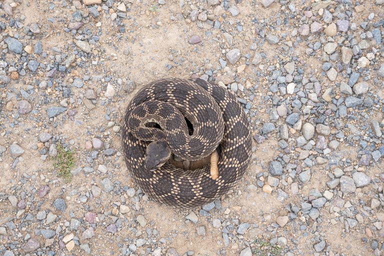 Snake Fence, Snake Removal, Snake Trap, Snake Deterrent, Rattlesnake Fence, Rattlesnake Removal