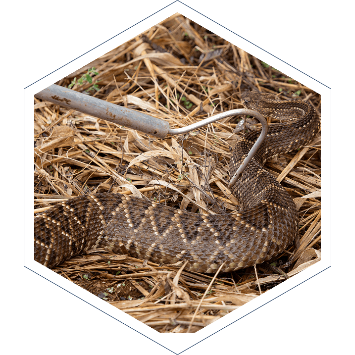 Snake Fence, Snake Removal, Snake Trap, Snake Deterrent, Rattlesnake Fence, Rattlesnake Removal Snake Fence, Snake Removal, Snake Trap, Snake Deterrent, Rattlesnake Fence, Rattlesnake Removal