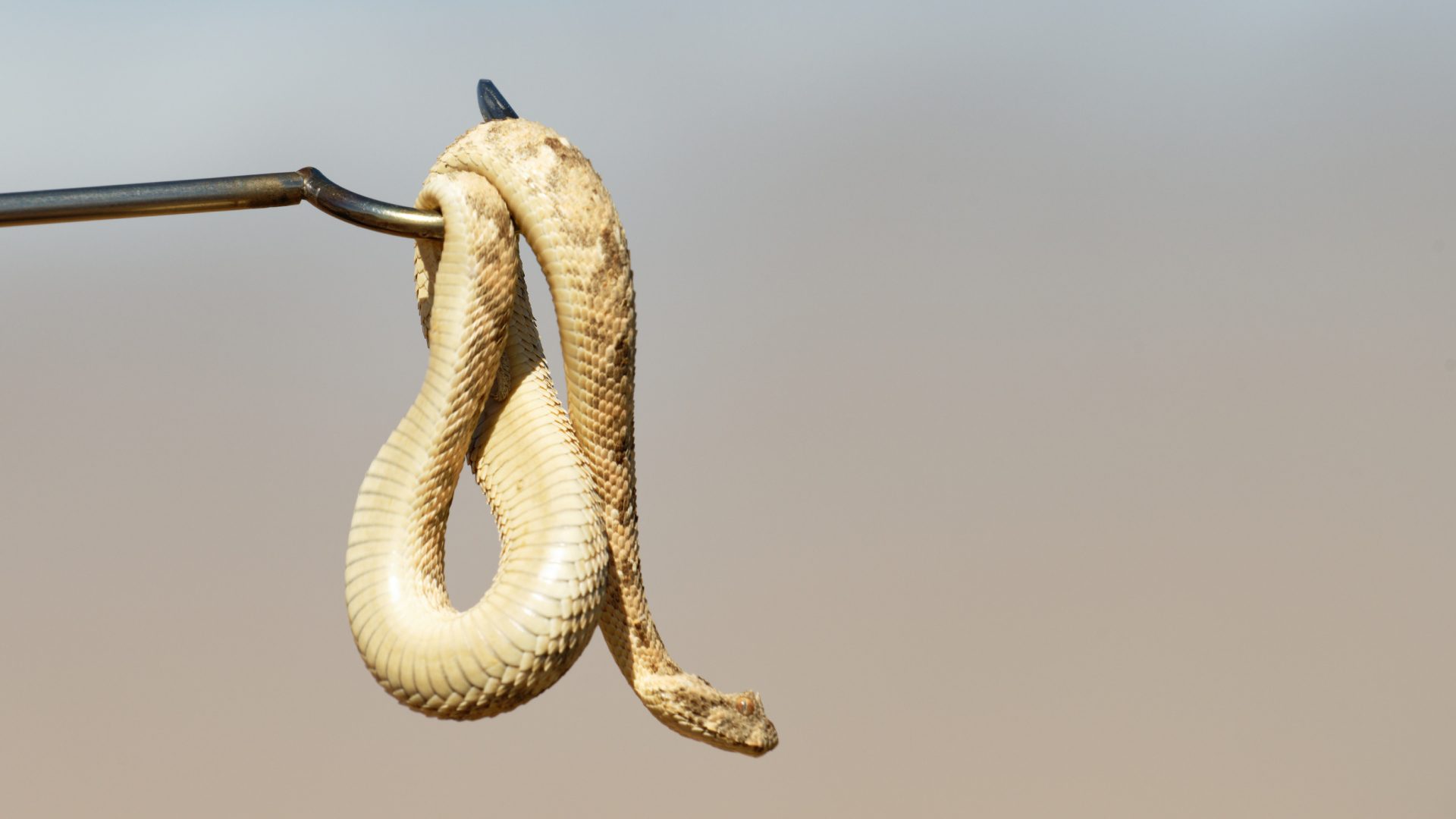 Snake Fence, Snake Removal, Snake Trap, Snake Deterrent, Rattlesnake Fence, Rattlesnake Removal