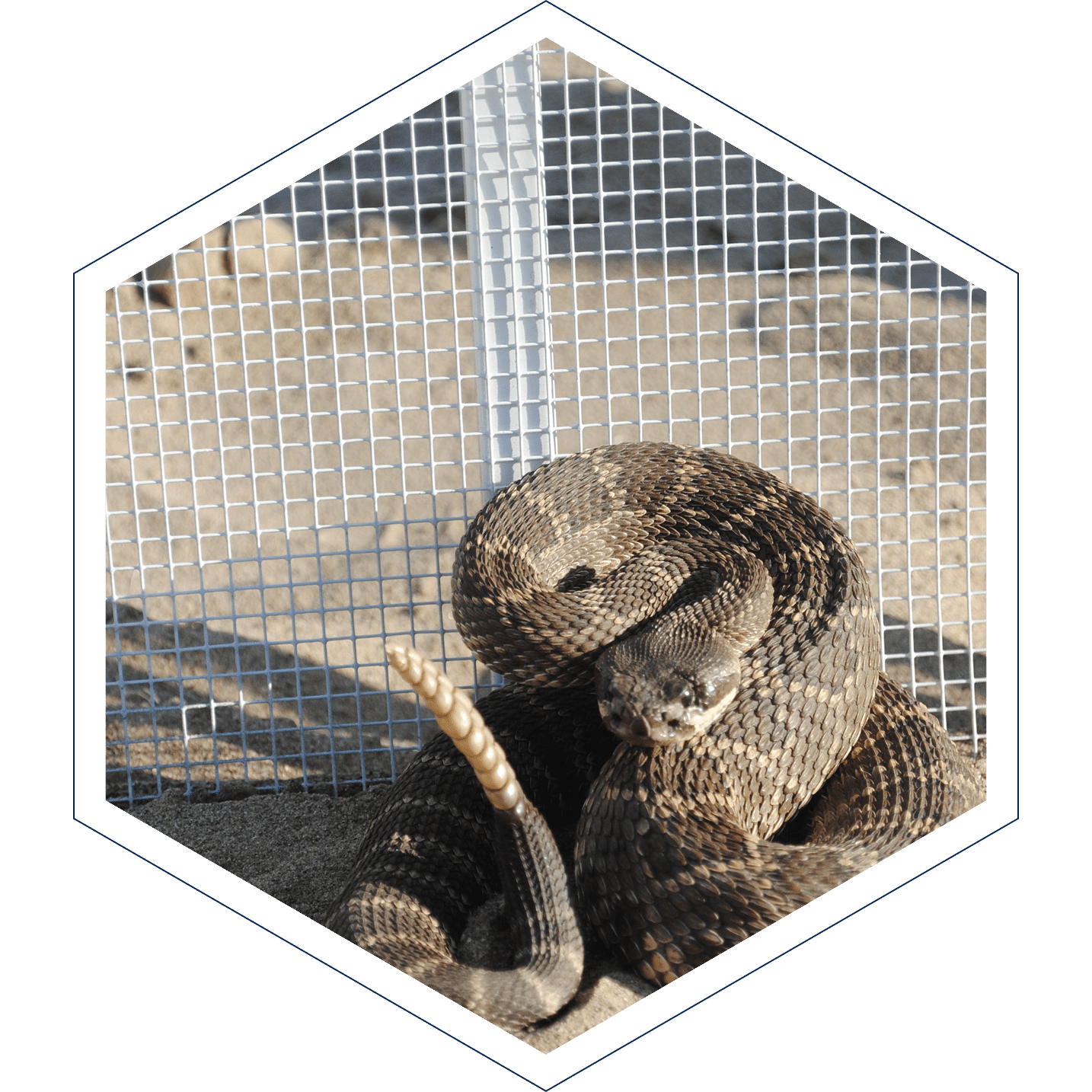 Snake Fence, Snake Removal, Snake Trap, Snake Deterrent, Rattlesnake Fence, Rattlesnake Removal Snake Fence, Snake Removal, Snake Trap, Snake Deterrent, Rattlesnake Fence, Rattlesnake Removal