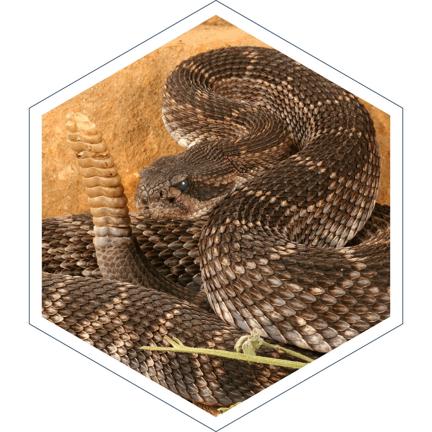 Snake Fence, Snake Removal, Snake Trap, Snake Deterrent, Rattlesnake Fence, Rattlesnake Removal Snake Fence, Snake Removal, Snake Trap, Snake Deterrent, Rattlesnake Fence, Rattlesnake Removal