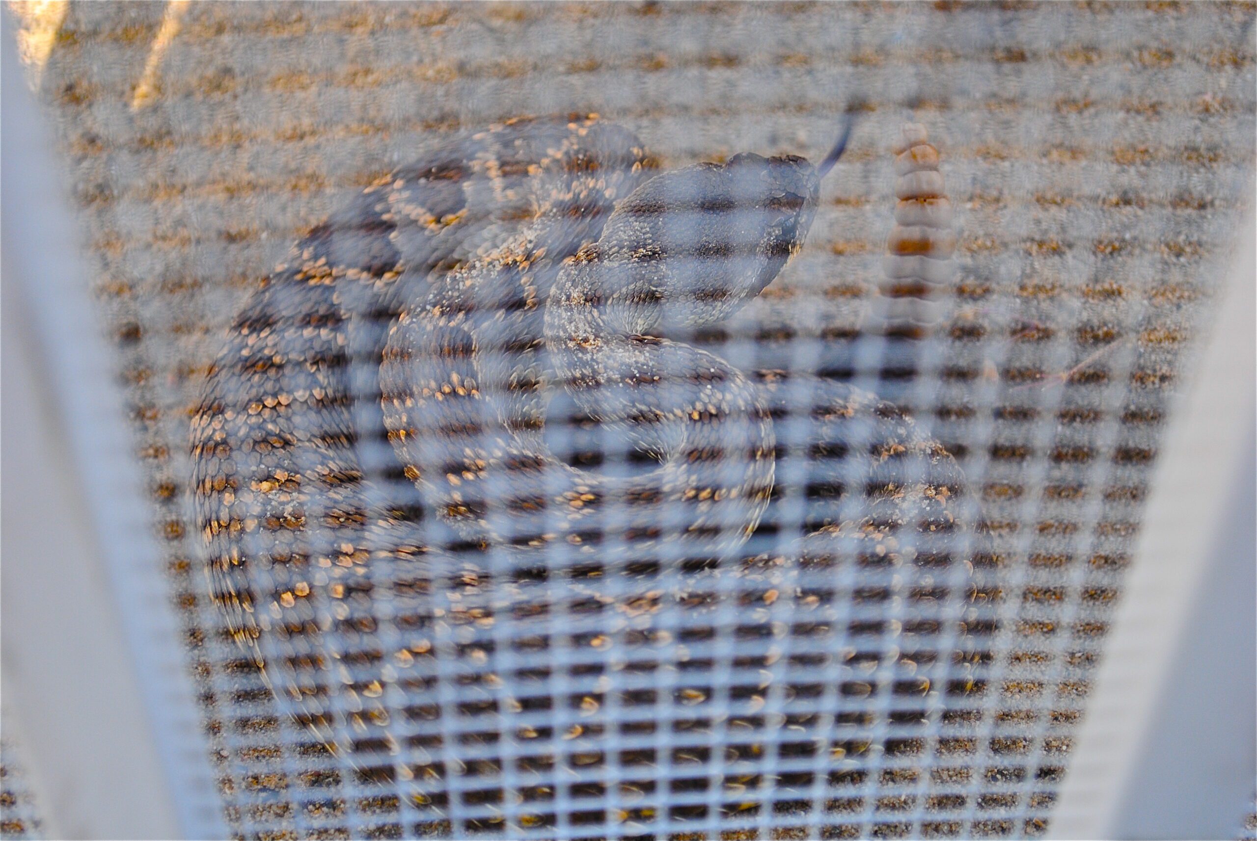 6815688a003d9_Snake Fence(2)