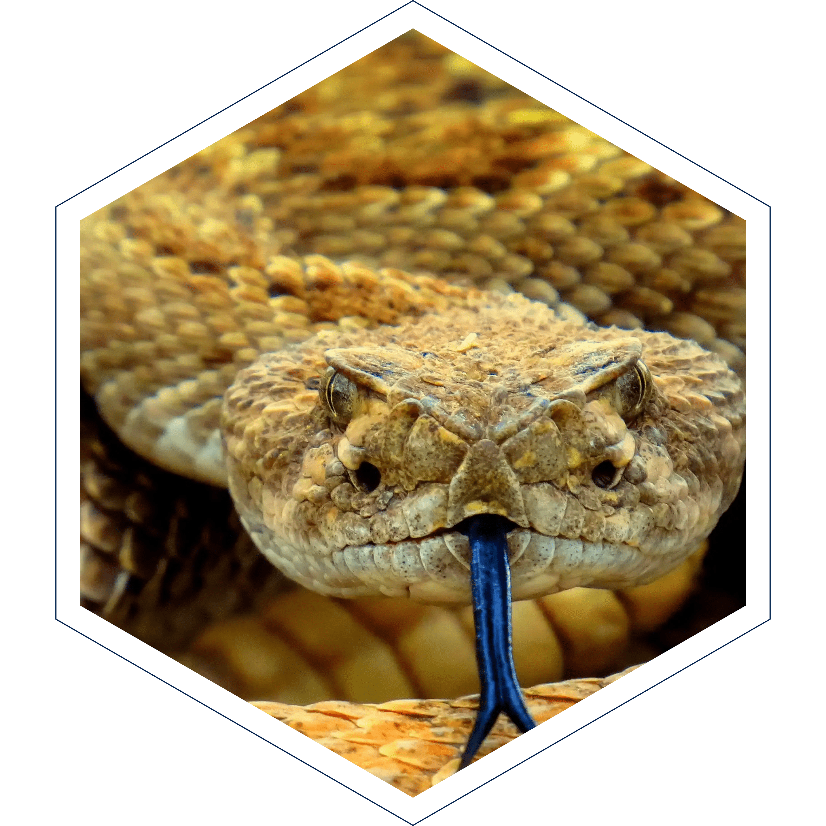 snake fence