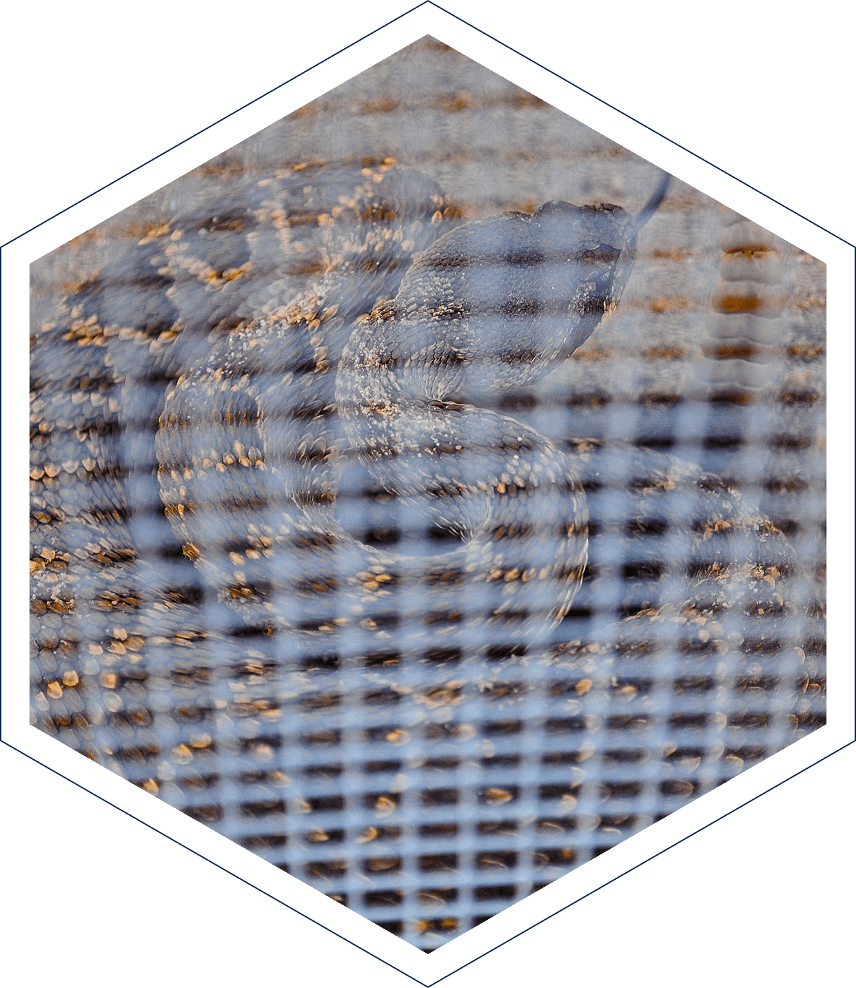 Snake Fence, Snake Removal, Snake Trap, Snake Deterrent, Rattlesnake Fence, Rattlesnake Removal