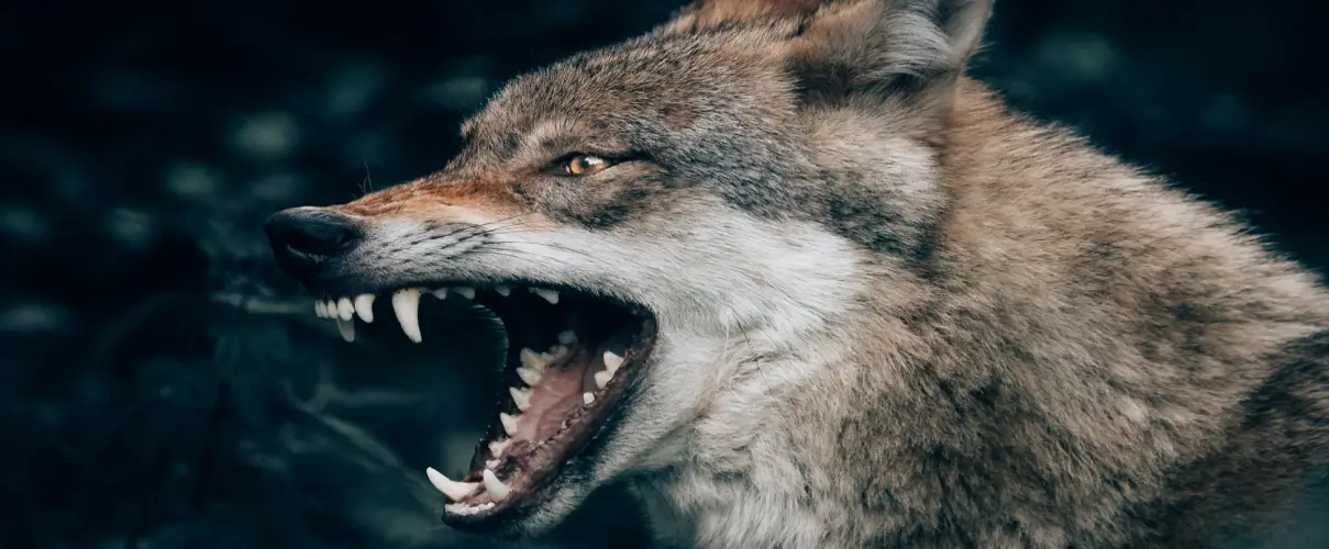 Coyote rollers, coyote traps, coyote deterrent, coyote removal, coyote trapping Coyote rollers, coyote traps, coyote deterrent, coyote removal, coyote trapping