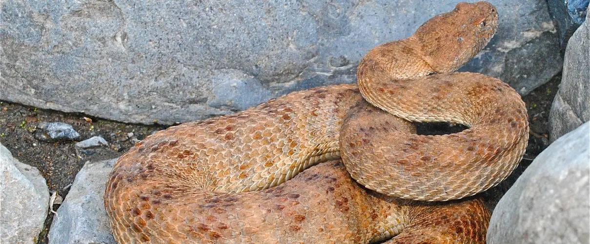 Snake Fence, Snake Removal, Snake Trap, Snake Deterrent, Rattlesnake Fence, Rattlesnake Removal